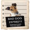Fox Terrier Dog Mugshot Magnet 4x7 in  Fun and Playful Decor for Refrigerator, Office, Locker, or Car Bumper  Durable and Weather-Resistant  Ideal Gift for Dog Lovers and Unique Decor Enthusiasts view 1