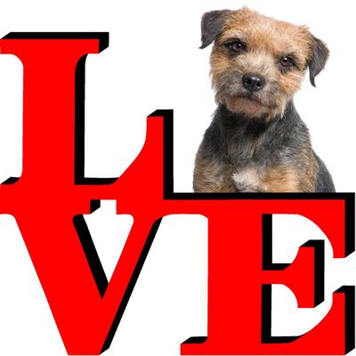 Border Terrier Love Park Cute Dog Fridge Refrigerator Car Magnet