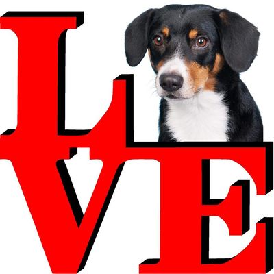 Wirehaired Vizsla Dog Love Park Cute Dog Fridge Refrigerator Car Magnet