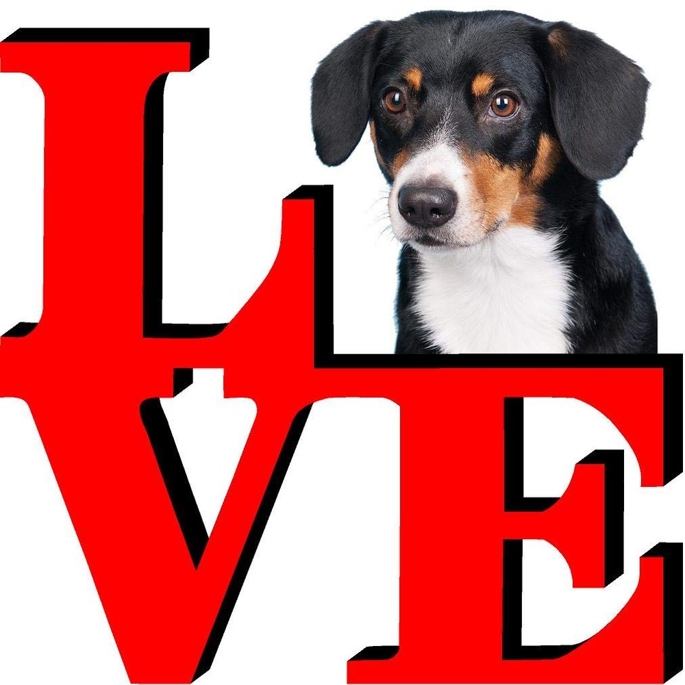 Wirehaired Vizsla Dog Love Park Cute Dog Fridge Refrigerator Car Magnet