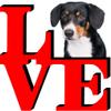 Wirehaired Vizsla Dog Love Park Cute Dog Fridge Refrigerator Car Magnet view 1