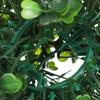 6 Pcs 10cm (4) Artificial Grass Topiary Balls, Green Fake Plant Spheres for DIY Garden Decor, Wedding Centerpieces, Table & Planter Arrangements view 3