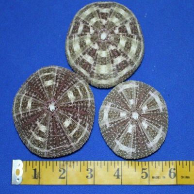 Salty Pelican Pack of 70 Quality Inspected Sea Urchin Shells Size Range 2" to 3", Alfonso Urchin Shells, SS-22