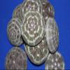 Salty Pelican Pack of 70 Quality Inspected Sea Urchin Shells Size Range 2" to 3", Alfonso Urchin Shells, SS-22 view 2