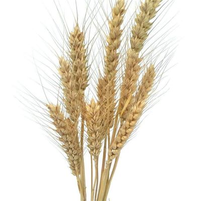 Artificial and Dried Flower 50pcs/Lot Real Wheat Ear Flower Natural Dried Flowers for Wedding Party Decoration Wheat Bouquet - ( Color: Primary Color )