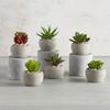 47th & Main Artificial Mini Succulent Plant in Pot, Set of 6, Cement view 3