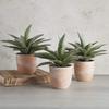 47th & Main Artificial Succulent Plant in Pot, 9.5" Tall, Propeller view 2