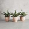 47th & Main Artificial Succulent Plant in Pot, 9.5" Tall, Propeller view 3