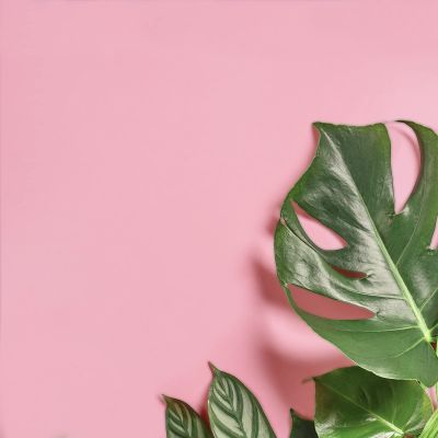 VEELIKE Pink Wallpaper Peel and Stick Self Adhesive Thicken Pink Contact Paper Waterproof Decorative Vinyl Film Roll for Walls Cabinet Dresser Shelf Drawer Liners Bedroom Children's Room 15.7''x354''
