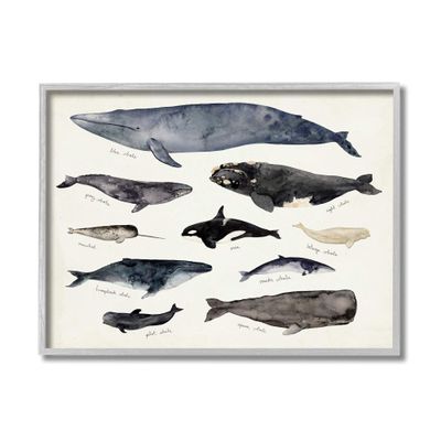Stupell Industries Vintage Nautical Chart of Whales Ocean Life,Grey Framed,16 x 20