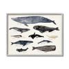 Stupell Industries Vintage Nautical Chart of Whales Ocean Life,Grey Framed,16 x 20 view 1