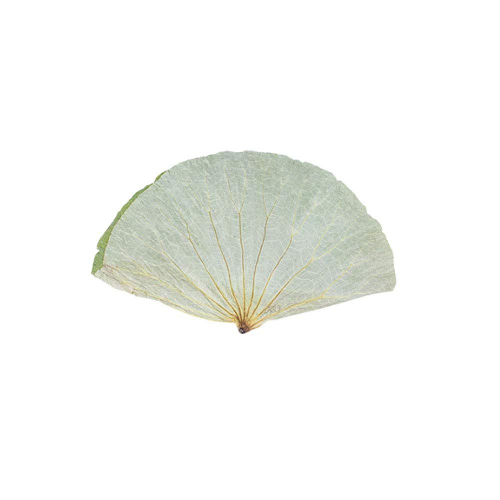 Maya Star 500g Natural Ingredients and Accessories Lotus Leaf Whole Natural Dried Lotus Leaf Lotus Leaf Wrapped Chicken Lotus Leaf Glutinous Rice Chicken Lotus Leaf Rice