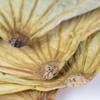 Maya Star 500g Natural Ingredients and Accessories Lotus Leaf Whole Natural Dried Lotus Leaf Lotus Leaf Wrapped Chicken Lotus Leaf Glutinous Rice Chicken Lotus Leaf Rice view 3