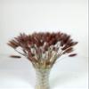 110 Stems Dried Bunny Tail Grass,Natural Dried Lagurus Ovatus,RABIT Tail Grass for Fall Wedding Home Decor (Brown) view 4