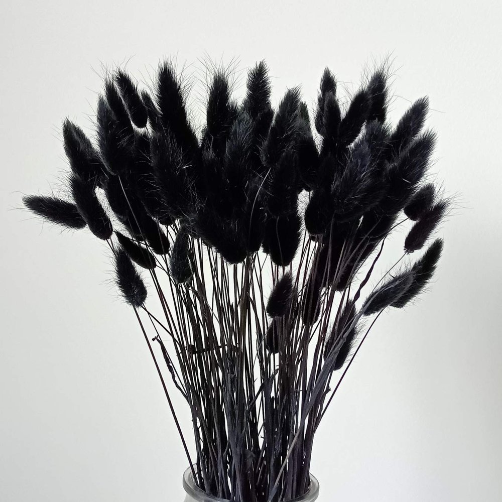 110 Stems Dried Bunny Tail Grass,Natural Dried Lagurus Ovatus,RABIT Tail Grass for Wedding Decor (Black)