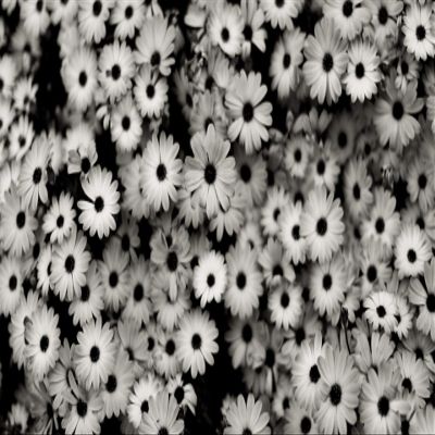 Iconic Arts Laminated 42x24 Poster: Black and White Florals hd Abstract HD