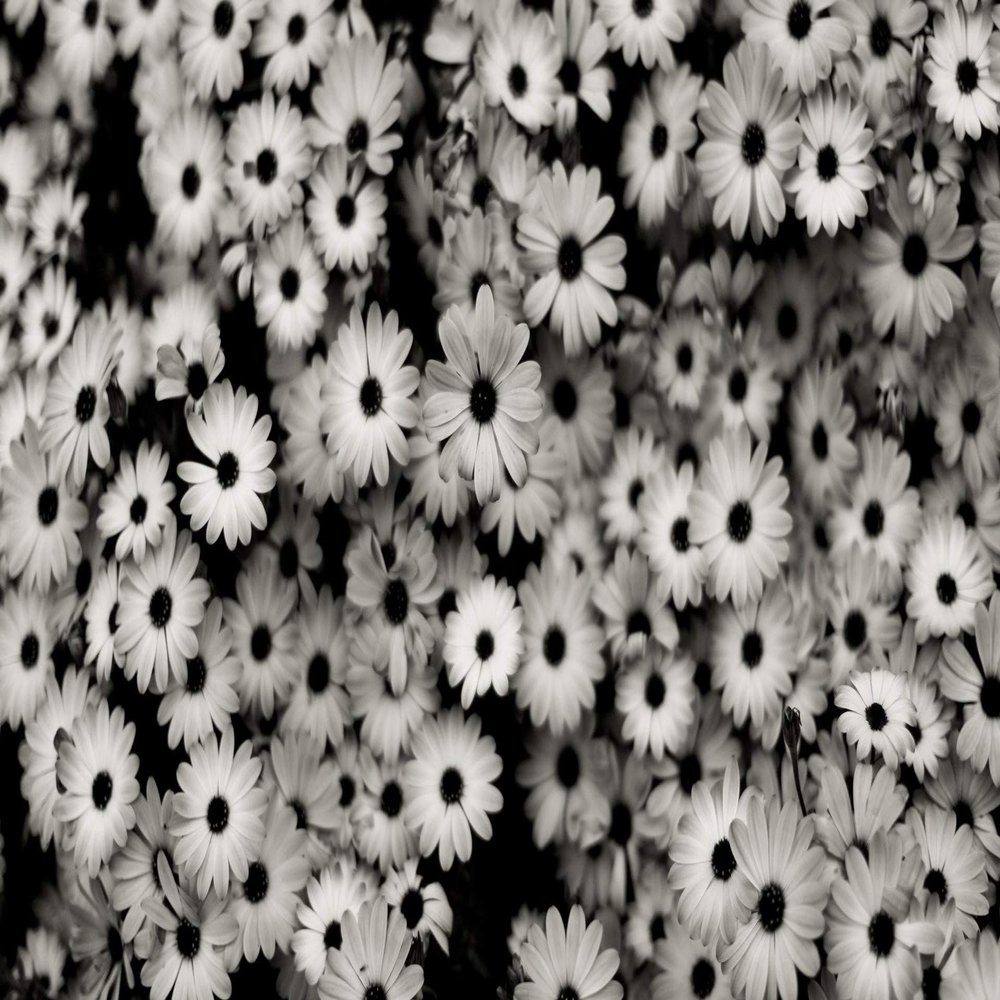 Iconic Arts Laminated 42x24 Poster: Black and White Florals hd Abstract HD