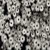 Iconic Arts Laminated 42x24 Poster: Black and White Florals hd Abstract HD view 1