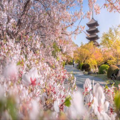 Iconic Arts Laminated 24x36 Poster: toji Temple Japan Kyoto Pagoda Park with Blossom Sakura Spring Flower hd Travel HD
