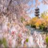 Iconic Arts Laminated 24x36 Poster: toji Temple Japan Kyoto Pagoda Park with Blossom Sakura Spring Flower hd Travel HD view 1