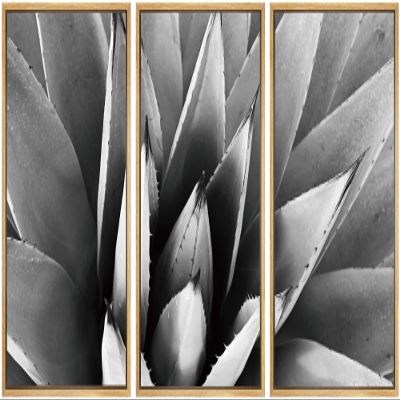 SIGNWIN Framed Canvas Wall Art Agave Plant Petal Botanical Succulent Photography Minimalism Contemporary Closeup Dramatic Black and White for Living Room, Bedroom, Office - 16"x24"x3 Natural
