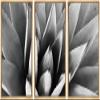 SIGNWIN Framed Canvas Wall Art Agave Plant Petal Botanical Succulent Photography Minimalism Contemporary Closeup Dramatic Black and White for Living Room, Bedroom, Office - 16"x24"x3 Natural view 1