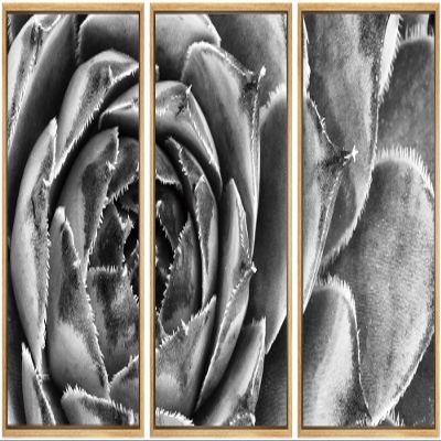 SIGNWIN Framed Canvas Wall Art Houseleek Petal Pattern Botanical Succulent Photography Minimalism Contemporary Closeup Dramatic Black and White for Living Room, Bedroom, Office - 16"x24"x3 Natural