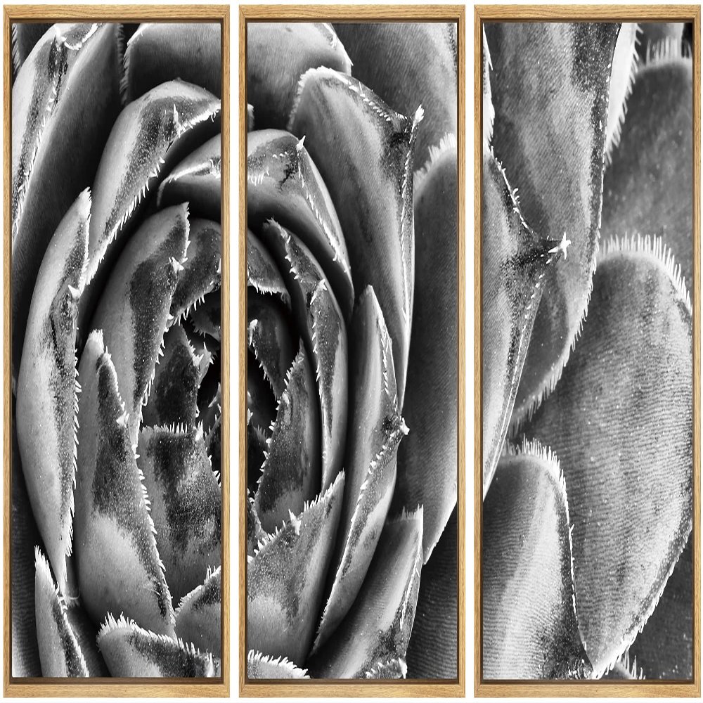 SIGNWIN Framed Canvas Wall Art Houseleek Petal Pattern Botanical Succulent Photography Minimalism Contemporary Closeup Dramatic Black and White for Living Room, Bedroom, Office - 16"x24"x3 Natural