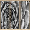 SIGNWIN Framed Canvas Wall Art Houseleek Petal Pattern Botanical Succulent Photography Minimalism Contemporary Closeup Dramatic Black and White for Living Room, Bedroom, Office - 16"x24"x3 Natural view 1