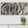 SIGNWIN Framed Canvas Wall Art Houseleek Petal Pattern Botanical Succulent Photography Minimalism Contemporary Closeup Dramatic Black and White for Living Room, Bedroom, Office - 16"x24"x3 Natural view 3