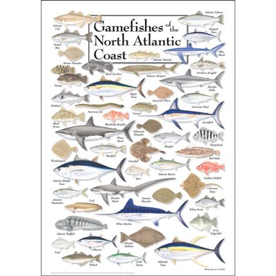 Earth Sky + Water - Gamefishes of Northeast Atlantic - Poster