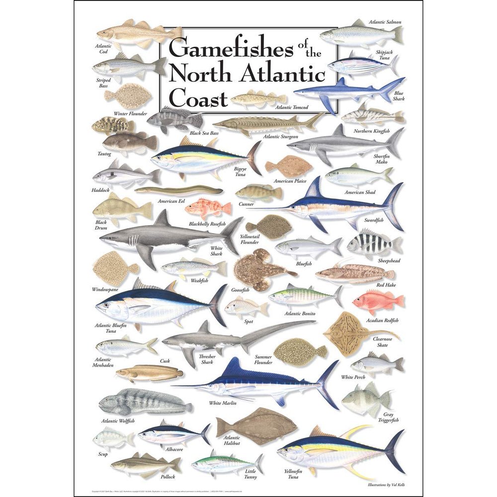 Earth Sky + Water - Gamefishes of Northeast Atlantic - Poster
