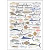 Earth Sky + Water - Gamefishes of Northeast Atlantic - Poster view 1