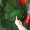 100 pieces of fresh bamboo leaves vacuum packed, decorated with sashimi, Japanese sushi, Japanese cuisine, decorated with zongzi leaves view 2