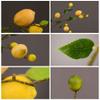 2 PCS Artificial Lemon Branches, Yellow Fake Lemon Decorations, Faux Tree Plant Fake Fruits Plants Branch Leaves, for Home Garden Office Dining Table (Length 92cm) view 3