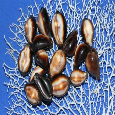 Salty Pelican Cypraea Onyx Seashells, 1st Quality - Pack of 30#38