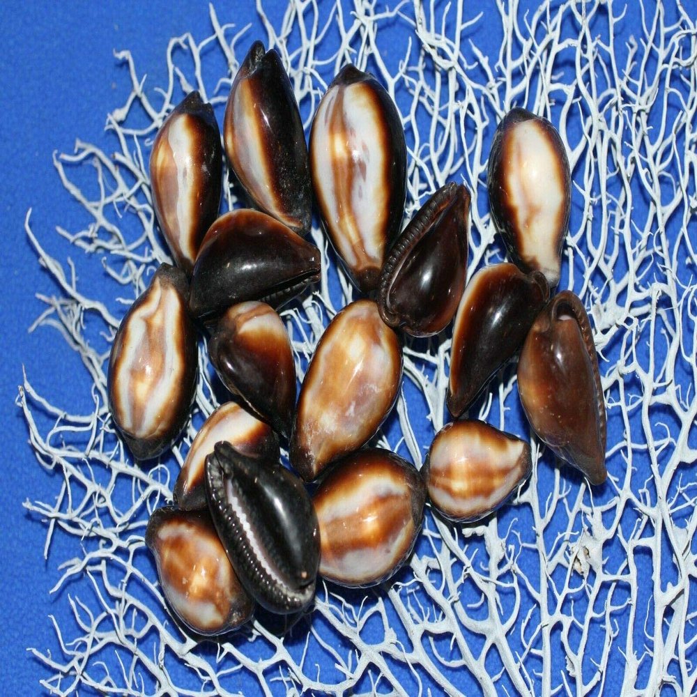 Salty Pelican Cypraea Onyx Seashells, 1st Quality - Pack of 30#38