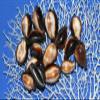 Salty Pelican Cypraea Onyx Seashells, 1st Quality - Pack of 30#38 view 1