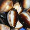 Salty Pelican Cypraea Onyx Seashells, 1st Quality - Pack of 30#38 view 2
