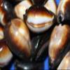Salty Pelican Cypraea Onyx Seashells, 1st Quality - Pack of 30#38 view 3