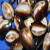 Salty Pelican Cypraea Onyx Seashells, 1st Quality - Pack of 30#38 view 4