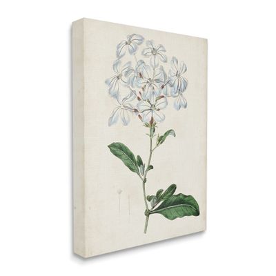 Stupell Industries Rustic Garden Floral Study Charming White Blossoms