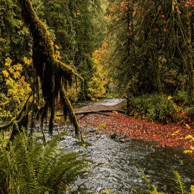 Iconic Arts Laminated 24x36 Poster: River with red Leaves Between Fern Tree Branches During Daytime Nature