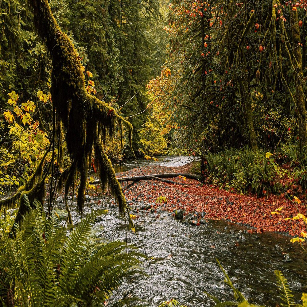 Iconic Arts Laminated 24x36 Poster: River with red Leaves Between Fern Tree Branches During Daytime Nature