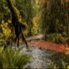 Iconic Arts Laminated 24x36 Poster: River with red Leaves Between Fern Tree Branches During Daytime Nature view 1