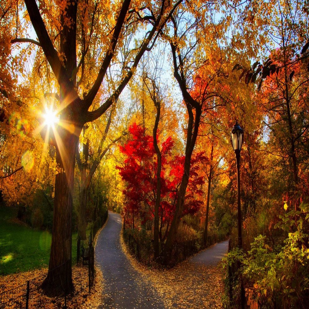 Iconic Arts Laminated 24x36 Poster: Road Between Fall Autumn Trees with lamp Post with Sunbeam Nature
