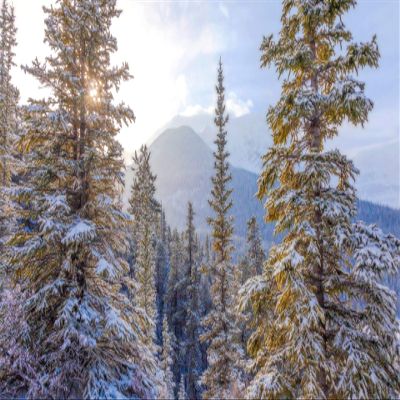 Iconic Arts Laminated 24x36 Poster: Snow Covered fir Tree with Landscape of Mountain hd Winter HD