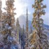 Iconic Arts Laminated 24x36 Poster: Snow Covered fir Tree with Landscape of Mountain hd Winter HD view 1