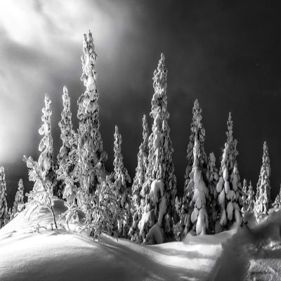 Iconic Arts Laminated 24x36 Poster: Black and White Picture of Snow Covered Landscape and Trees Under Dark Clouds hd Nature HD