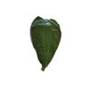 TONGTONG 20 Sheets Fresh Vacuum Packed Hackberry LeavesNatural Wild Dried Hackberry Leaf for Barbecue Sushi Sashimi Mat Cuisine Decoration Pad view 1